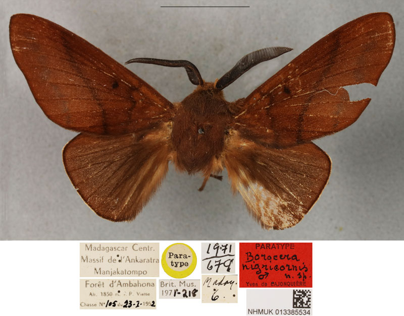 /filer/webapps/moths/media/images/N/nigricornis_Borocera_PTM_BMNH.jpg