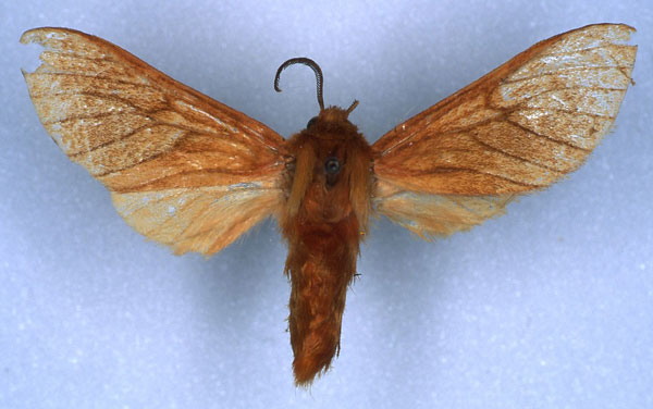 /filer/webapps/moths/media/images/N/nigricornis_Metarctia_HT_RMCA_01.jpg