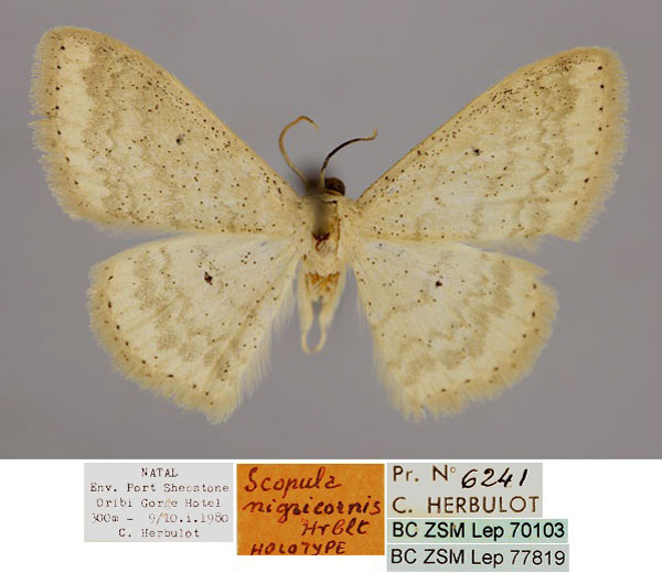 /filer/webapps/moths/media/images/N/nigricornis_Scopula_HT_ZSM_01.jpg