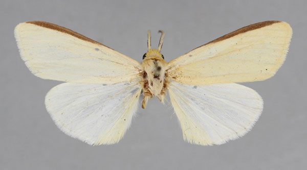 /filer/webapps/moths/media/images/N/nigricosta_Logunovium_PT_BMNH.jpg