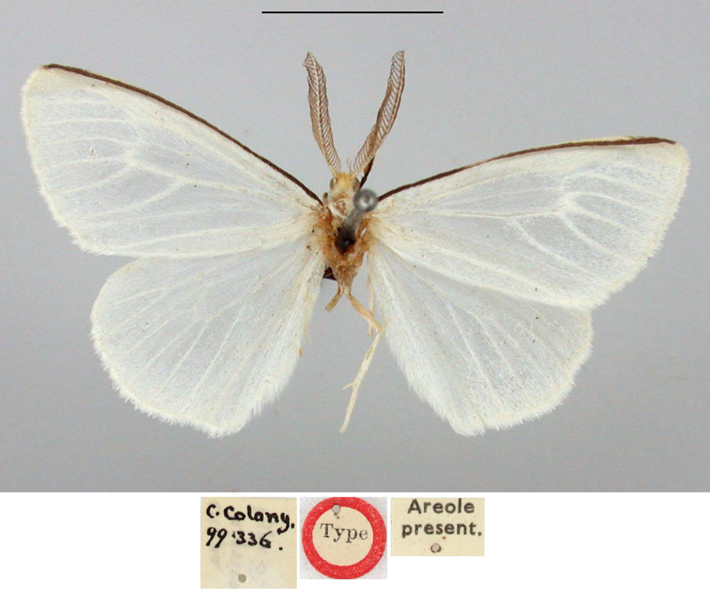 /filer/webapps/moths/media/images/N/nigricosta_Olapa_HT_BMNH.jpg