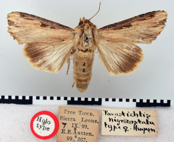 /filer/webapps/moths/media/images/N/nigricostata_Neostichtis_HT_BMNH.jpg