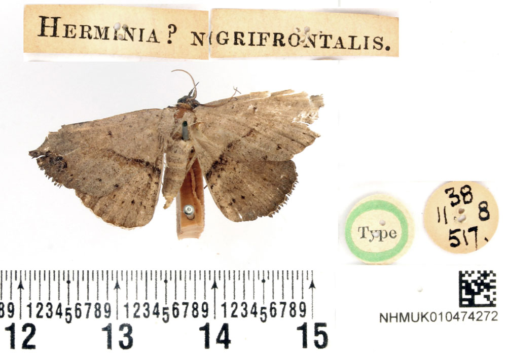 /filer/webapps/moths/media/images/N/nigrifrontalis_Herminia_HT_BMNH.jpg