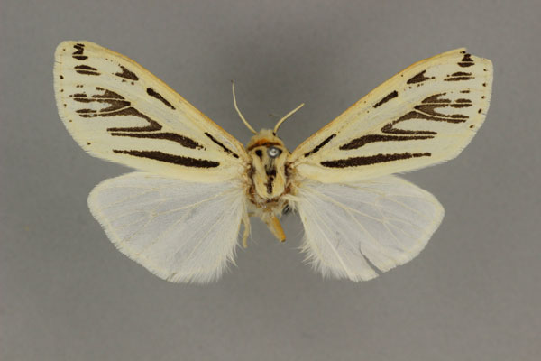 /filer/webapps/moths/media/images/N/nigrilinea_Paralpenus_HT_BMNH.jpg