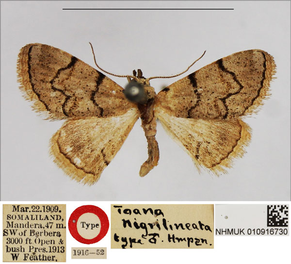 /filer/webapps/moths/media/images/N/nigrilineata_Toana_HT_NHMUK.jpg