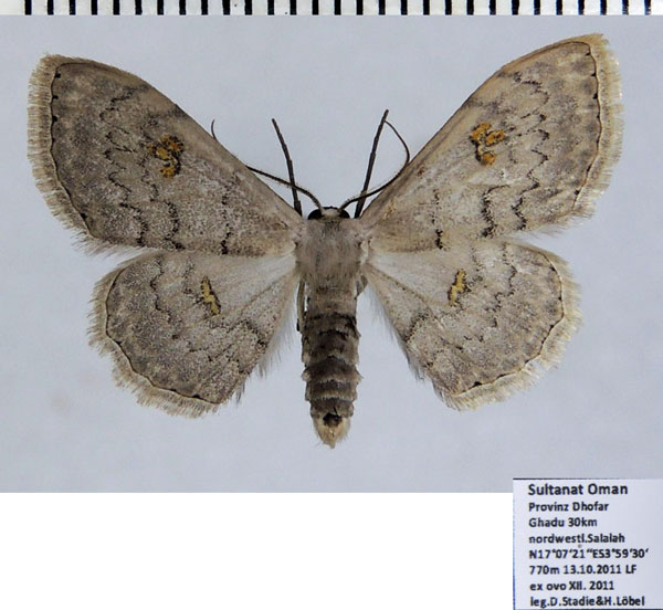 /filer/webapps/moths/media/images/N/nigrimacula_Somatina_AM_ZSMa.jpg