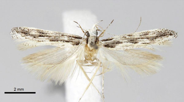 /filer/webapps/moths/media/images/N/nigrinervis_Tricerophora_HT_ZMHB.jpg