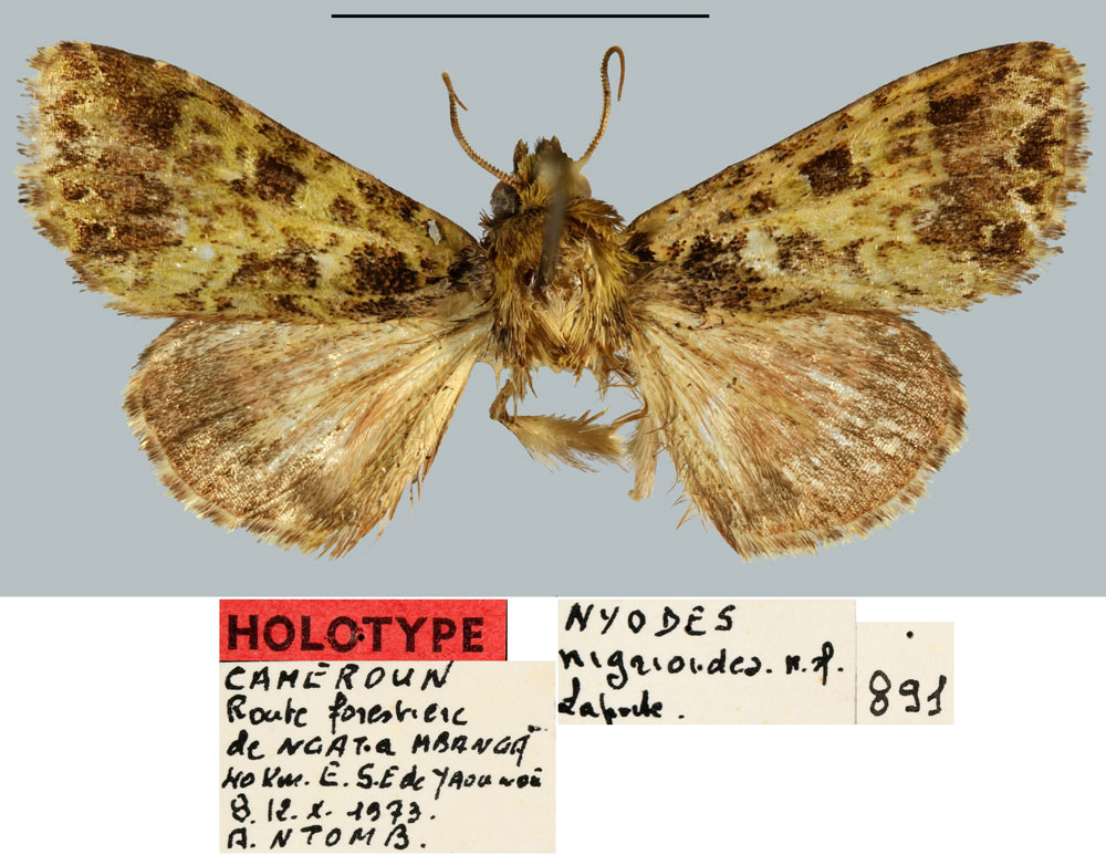 /filer/webapps/moths/media/images/N/nigrioides_Nyodes_HT_MNHN.jpg