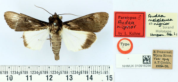 /filer/webapps/moths/media/images/N/nigrior_Audea_HT_BMNH.jpg