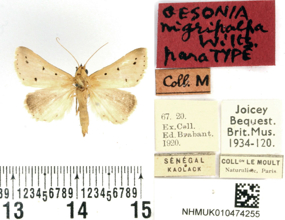 /filer/webapps/moths/media/images/N/nigripalpa_Gesonia_PTM_BMNH.jpg