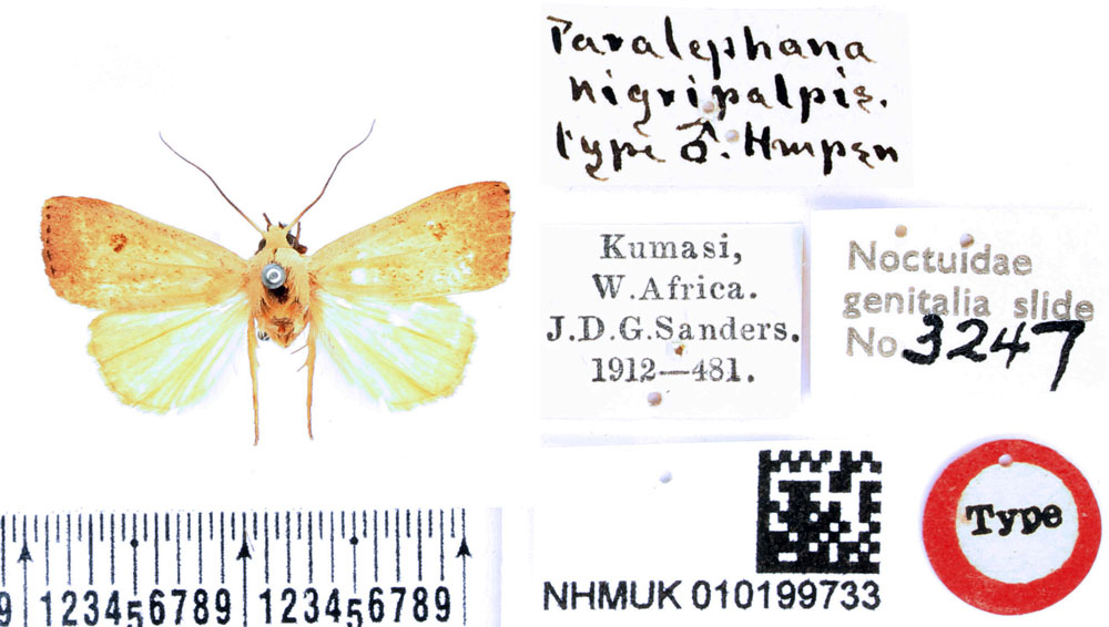 /filer/webapps/moths/media/images/N/nigripalpis_Paralephana_HT_BMNH.jpg