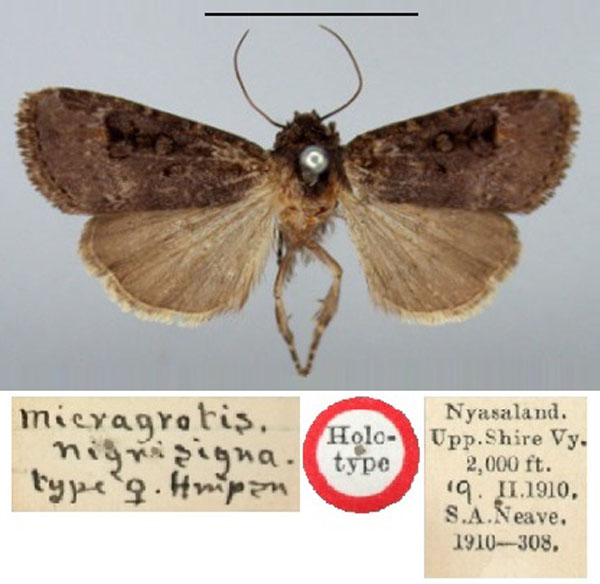 /filer/webapps/moths/media/images/N/nigrisigna_Micragrotis_HT_BMNH.jpg