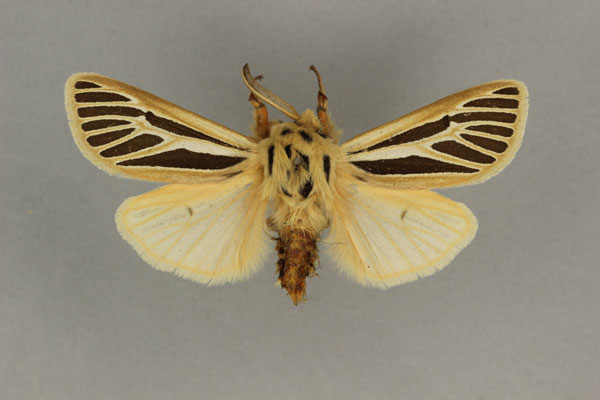 /filer/webapps/moths/media/images/N/nigrisignata_Amsacta_AM_BMNH.jpg