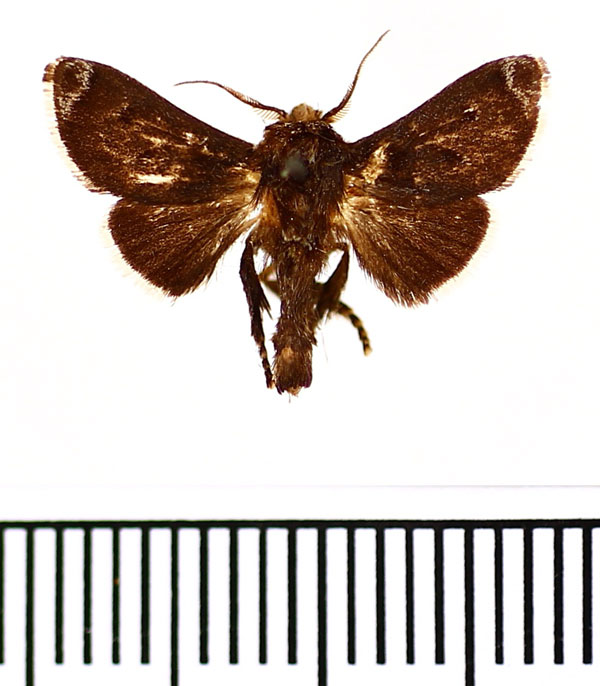 /filer/webapps/moths/media/images/N/nigrisignata_Stroteroides_AM_BMNH.jpg