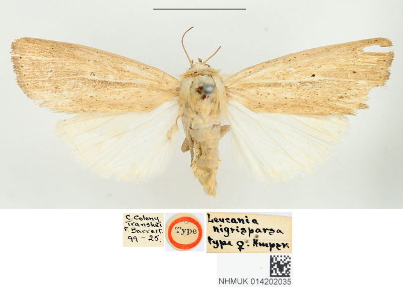 /filer/webapps/moths/media/images/N/nigrisparsa_Leucania_HT_BMNH.jpg
