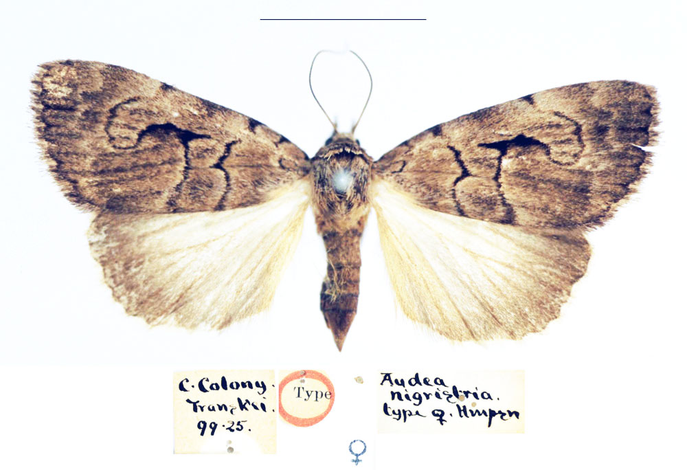 /filer/webapps/moths/media/images/N/nigristria_Audea_HT_BMNH.jpg