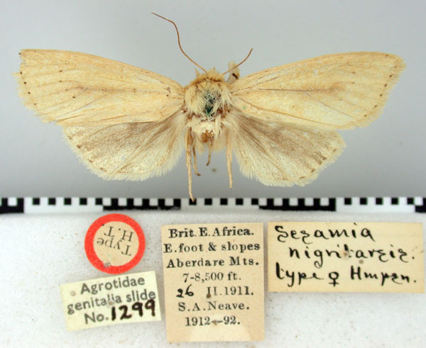 /filer/webapps/moths/media/images/N/nigritarsis_Sesamia_HT_BMNH.jpg