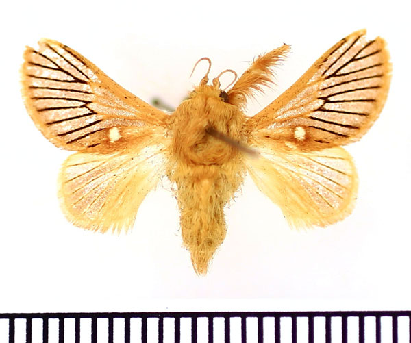 /filer/webapps/moths/media/images/N/nigrivenosa_Delorhachis_AM_BMNH.jpg