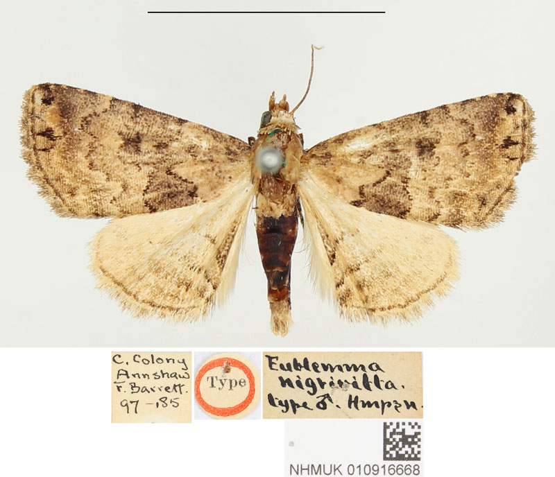 /filer/webapps/moths/media/images/N/nigrivitta_Eublemma_HT_BMNH.jpg