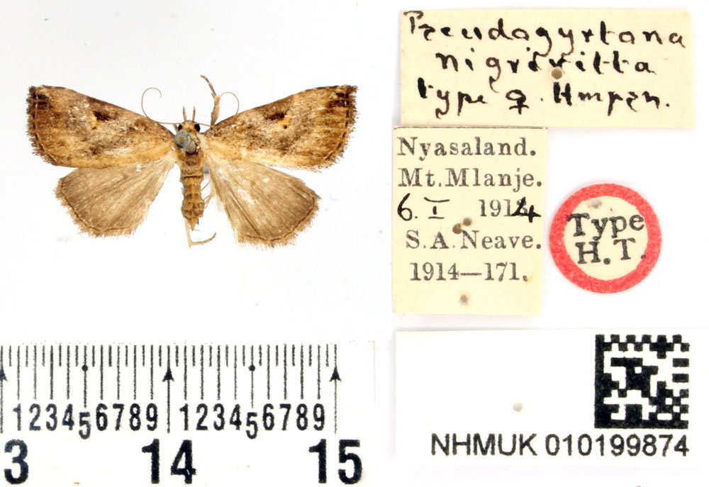/filer/webapps/moths/media/images/N/nigrivitta_Pseudogyrtona_HT_BMNH.jpg
