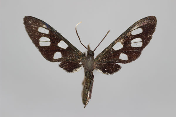 /filer/webapps/moths/media/images/N/nigrobasalis_Amata_A_BMNH.jpg