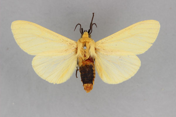 /filer/webapps/moths/media/images/N/nigrocincta_Spilosoma_HT_BMNH.jpg