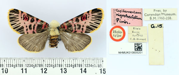 /filer/webapps/moths/media/images/N/nigrofasciatum_Capillamentum_HT_BMNH.jpg