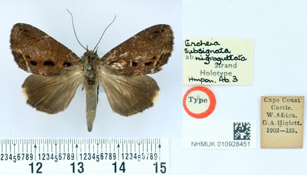/filer/webapps/moths/media/images/N/nigroguttata_Ercheia_HT_BMNH.jpg