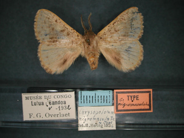 /filer/webapps/moths/media/images/N/nigromaculata_Chrysopoloma_HT_RMCA_01.jpg