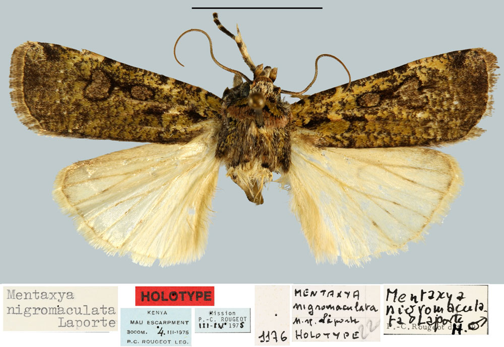 /filer/webapps/moths/media/images/N/nigromaculata_Mentaxya_HT_MNHN.jpg