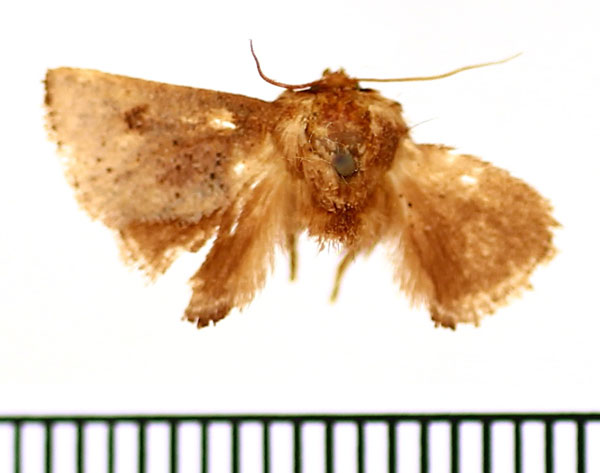 /filer/webapps/moths/media/images/N/nigromaculata_Trachyptena_AM_BMNH.jpg