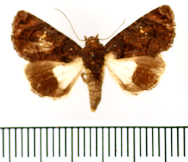 /filer/webapps/moths/media/images/N/nigropicta_Catephia_AM_BMNH.jpg