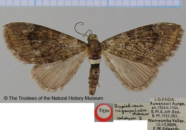 /filer/webapps/moths/media/images/N/nigropolata_Eupithecia_HT_BMNH.jpg