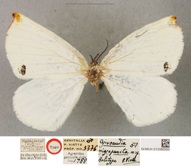 /filer/webapps/moths/media/images/N/nigropuncta_Griveaudia_HT_BMNH.jpg
