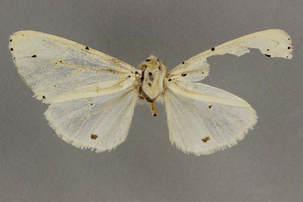 /filer/webapps/moths/media/images/N/nigropunctata_Alpenus_HT_BMNH.jpg