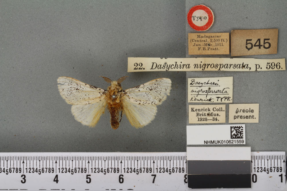 /filer/webapps/moths/media/images/N/nigrosparsata_Dasychira_HT_BMNHa.jpg