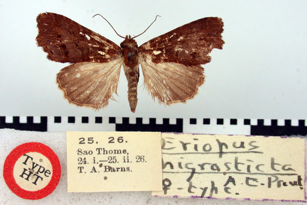 /filer/webapps/moths/media/images/N/nigrosticta_Eriopus_HT_BMNH.jpg