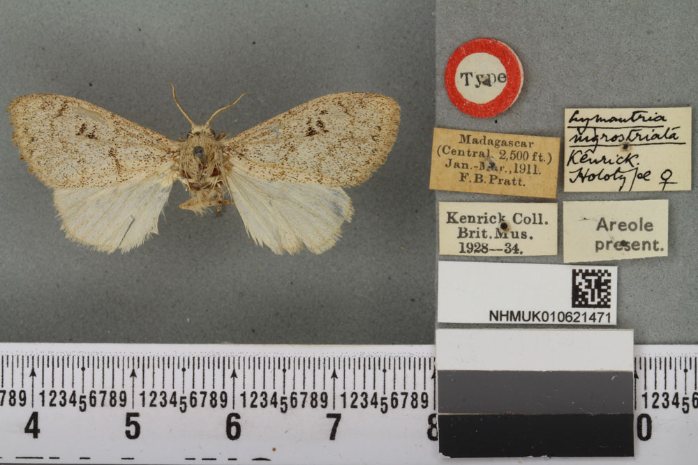 /filer/webapps/moths/media/images/N/nigrostriata_Lymantria_HT_BMNHa.jpg