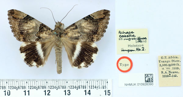 /filer/webapps/moths/media/images/N/nigrosuffusa_Achaea_HT_BMNH.jpg