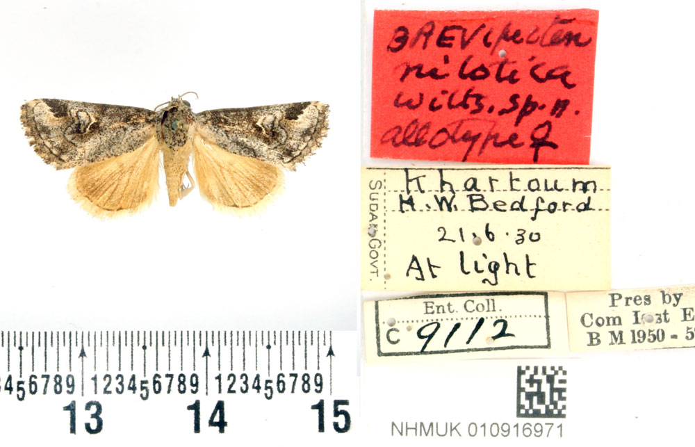 /filer/webapps/moths/media/images/N/niloticus_Brevipecten_AT_BMNH.jpg