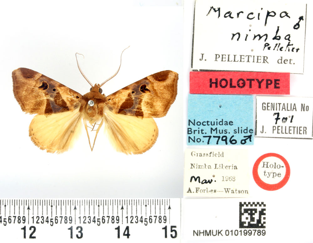 /filer/webapps/moths/media/images/N/nimba_Marcipa_HT_BMNH.jpg