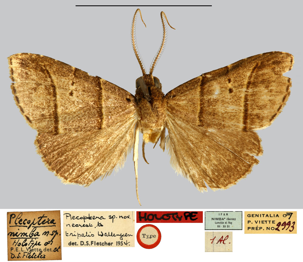 /filer/webapps/moths/media/images/N/nimba_Plecoptera_HT_MNHN.jpg