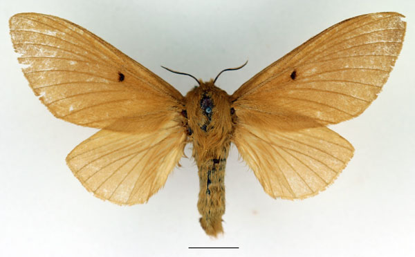 /filer/webapps/moths/media/images/N/nitescens_Phoenicladocera_AF_Basquin_01.jpg