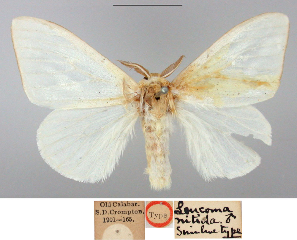 /filer/webapps/moths/media/images/N/nitida_Leucoma_STM_BMNH.jpg