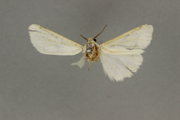 /filer/webapps/moths/media/images/N/nivea_Amsacta_HT_BMNH.jpg