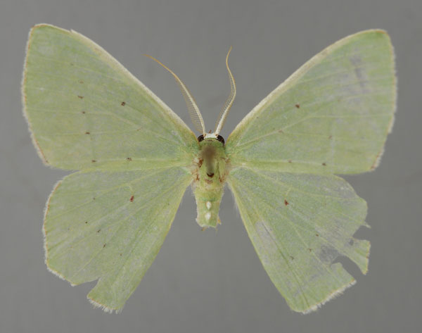 /filer/webapps/moths/media/images/N/niveicristata_Lophorrhachia_A_ZSM_01.jpg