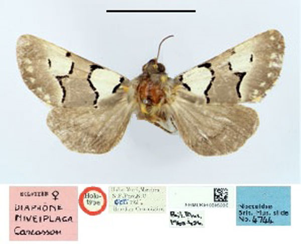 /filer/webapps/moths/media/images/N/niveiplaga_Diaphone_HT_BMNH.jpg