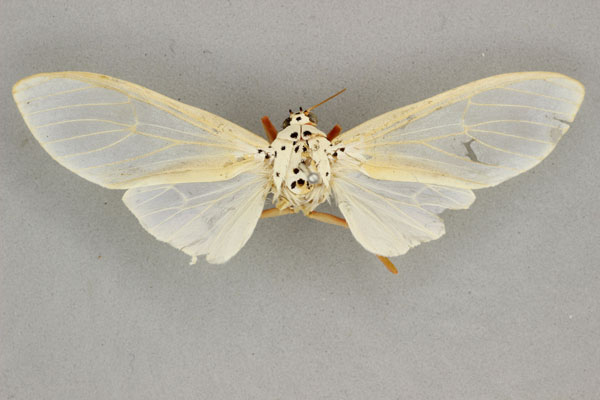 /filer/webapps/moths/media/images/N/niveivitrea_Amerila_AM_BMNH.jpg