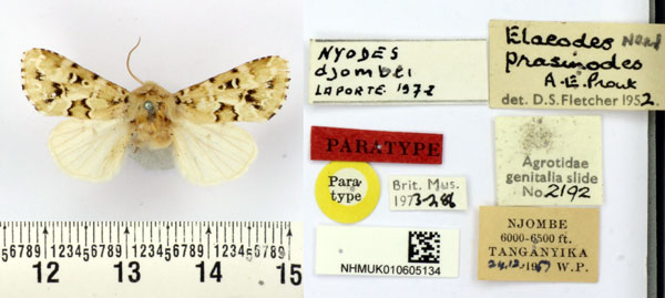 /filer/webapps/moths/media/images/N/njombei_Nyodes_HT_BMNH.jpg