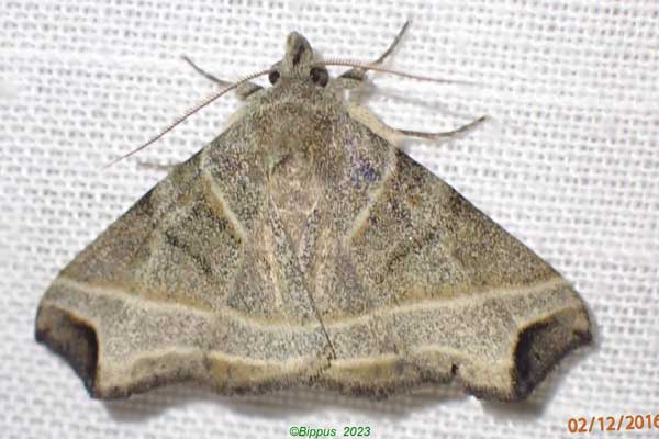 /filer/webapps/moths/media/images/N/nobililalis_Polypogon_AM_Bippus.jpg